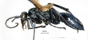 Media type: image;   Entomology 26689 Aspect: habitus lateral view